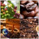 vietnam coffee dry sun roasted supplier S16 S18 newest crop in vietnam robusta coffee beans