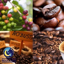 vietnam coffee dry sun roasted supplier S16 S18 newest crop in vietnam robusta coffee beans